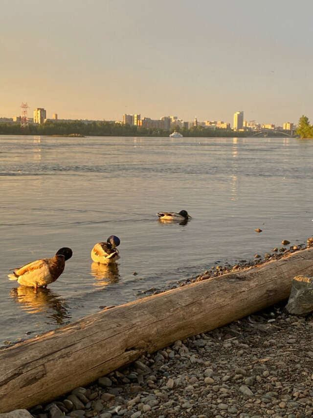 Гостиница Сибирский Сафари клуб Красноярск-64