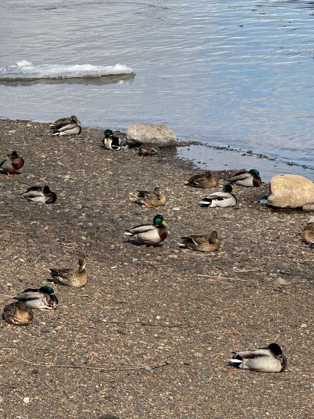 Гостиница Сибирский Сафари клуб Красноярск-218